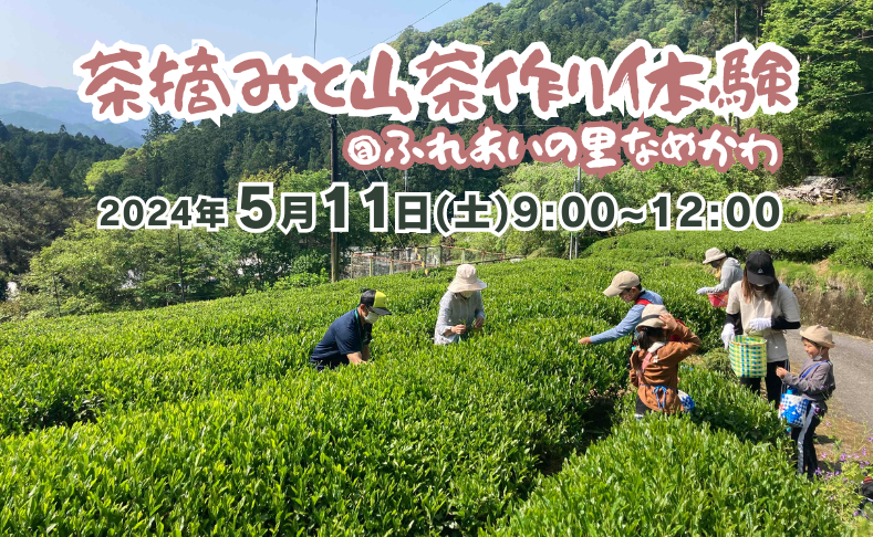 【本山町】新茶で土佐茶を手作り★茶摘みと山茶づくり体験