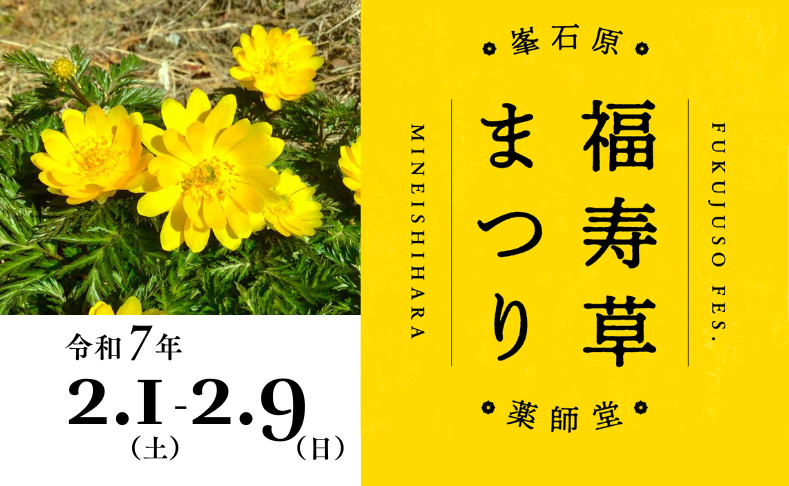 【土佐町】2025年峯石原福寿草まつり｜歴史あるお堂で福寿草を愛でよう