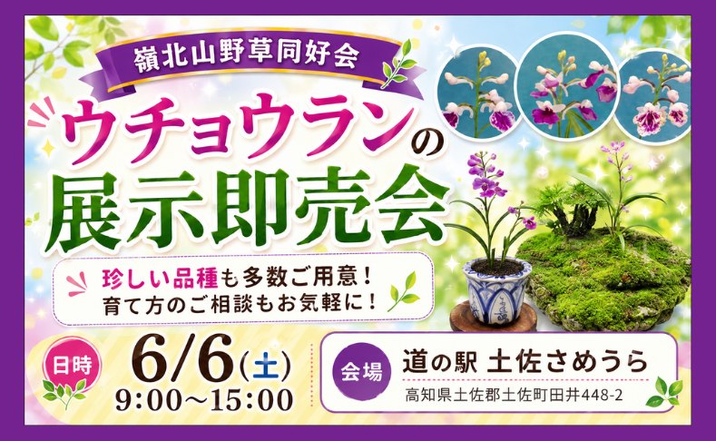 【土佐町】ウチョウランの展示即売会