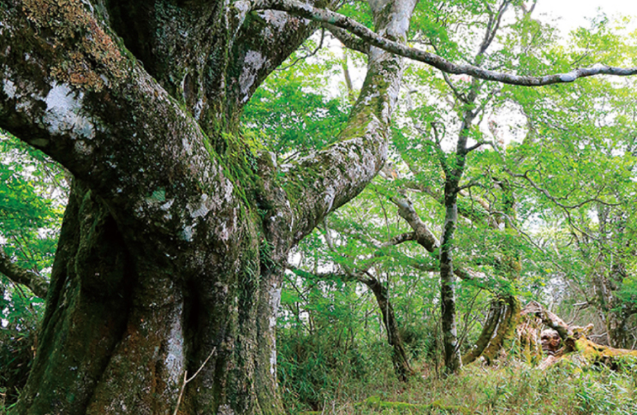 大座礼山ブナの巨木 イメージ