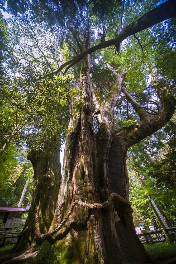 巨樹・名木 イメージ
