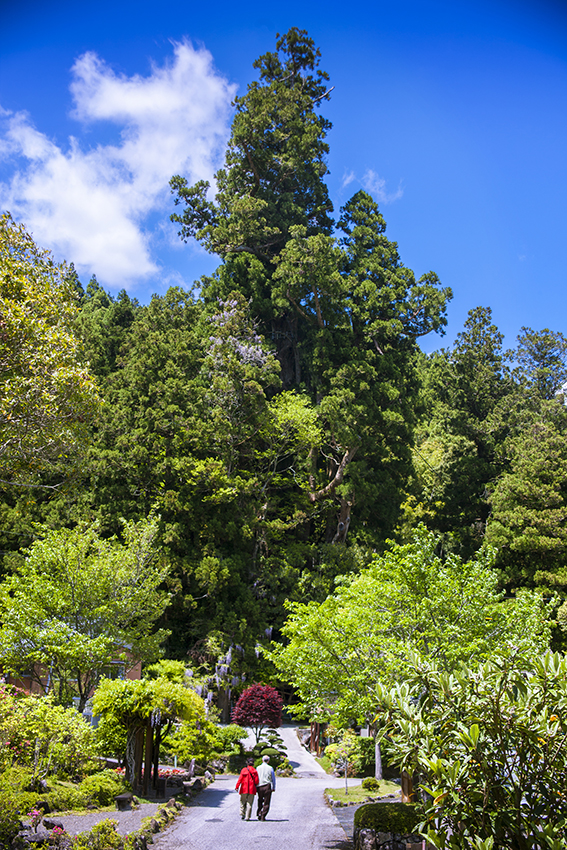 杉の大スギ イメージ